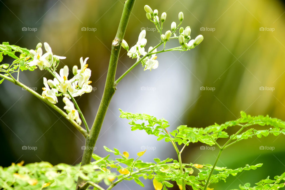 moringa flower