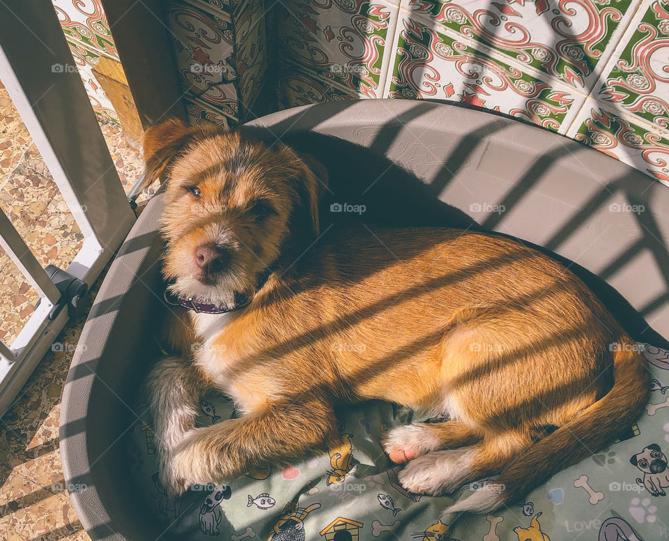 Young puppy sits sunbathing in her bed, behind the safety of a child gate, which casts long shadows across her, from the late afternoon sun