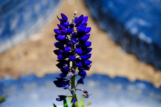 Vivid Purple Lupine Show of Beauty