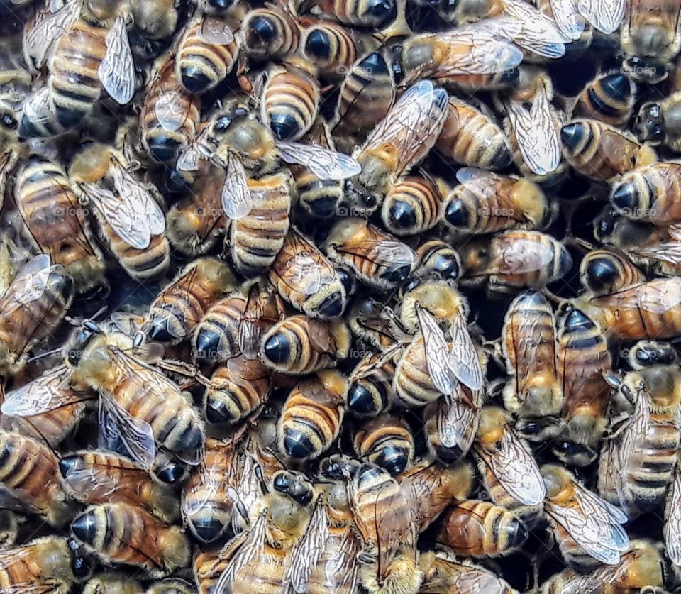Bee bums