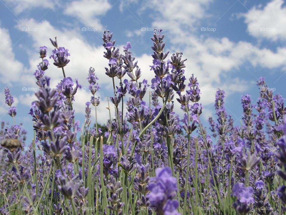 Blooming lavender against the sky