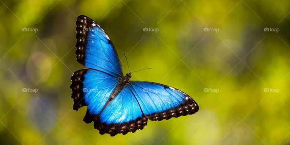 Butterfly mode
