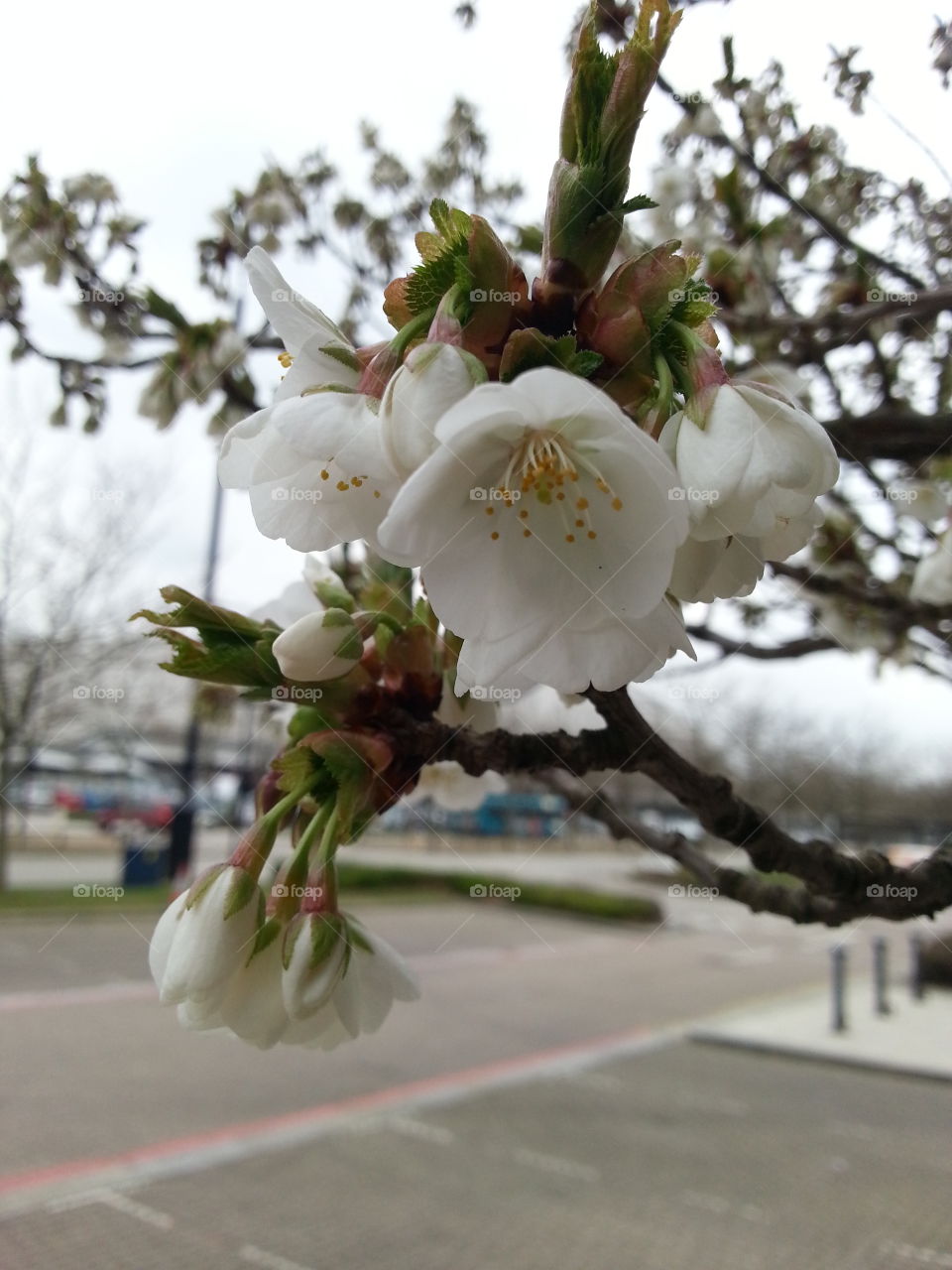 spring in milton keyness