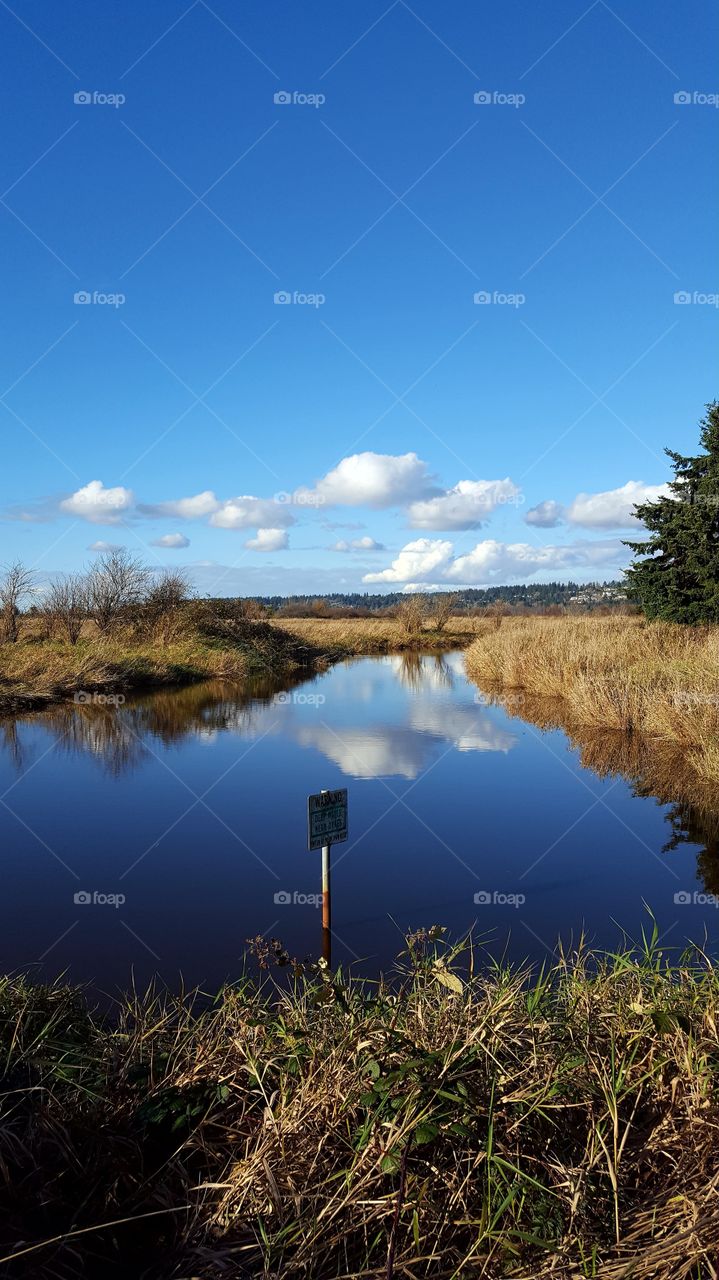 reflections in a pond
