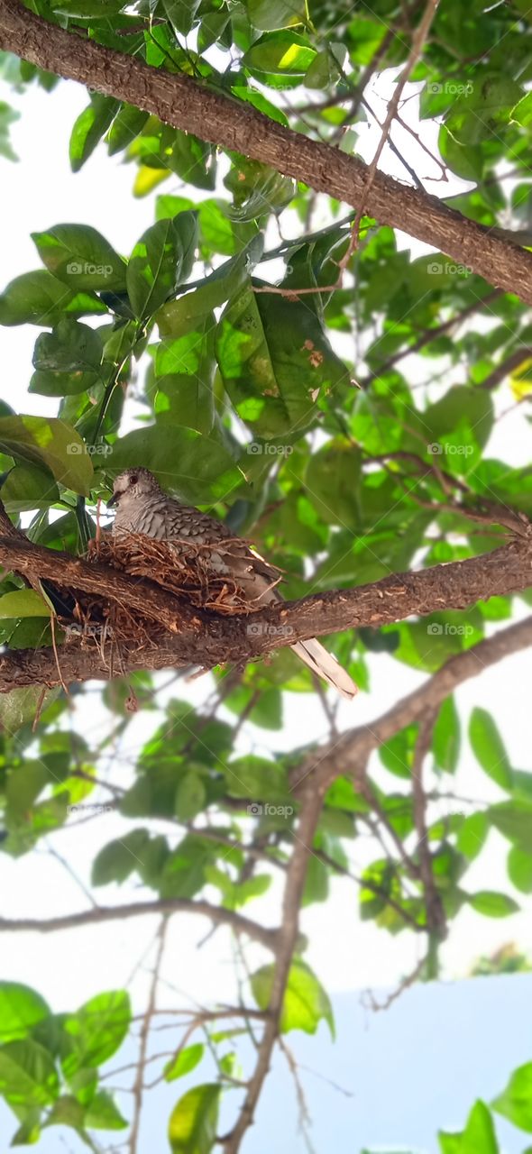 o cuidado de uma mãe, pássaro conhecido como pombinha Fogo-pago.