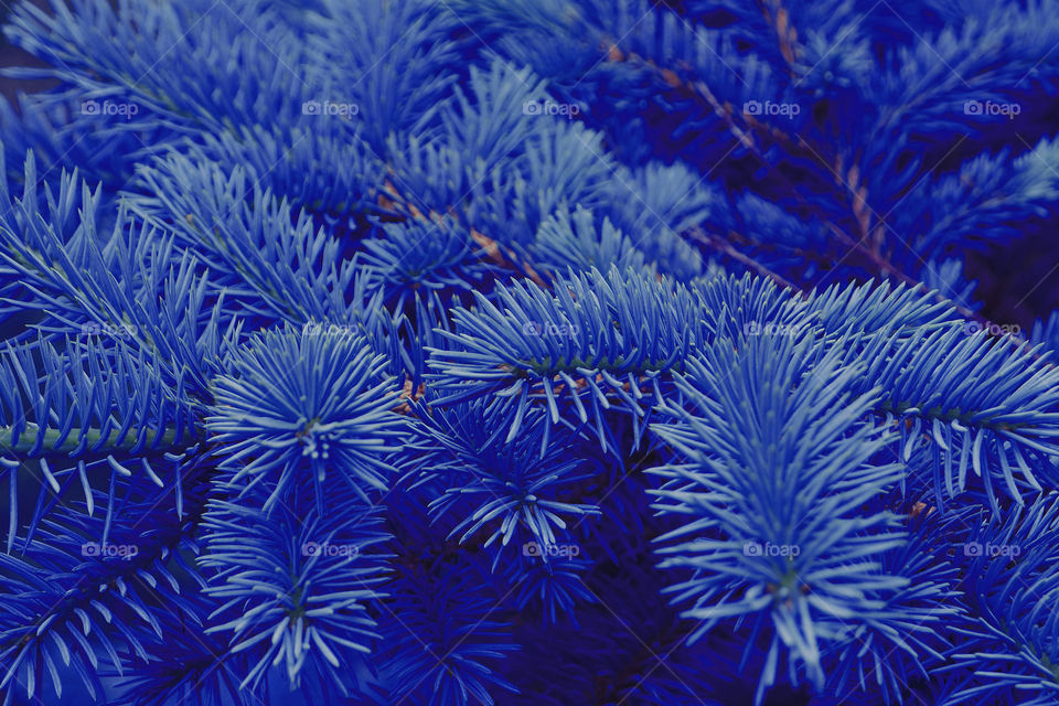 background with fir branches, toning in blue color