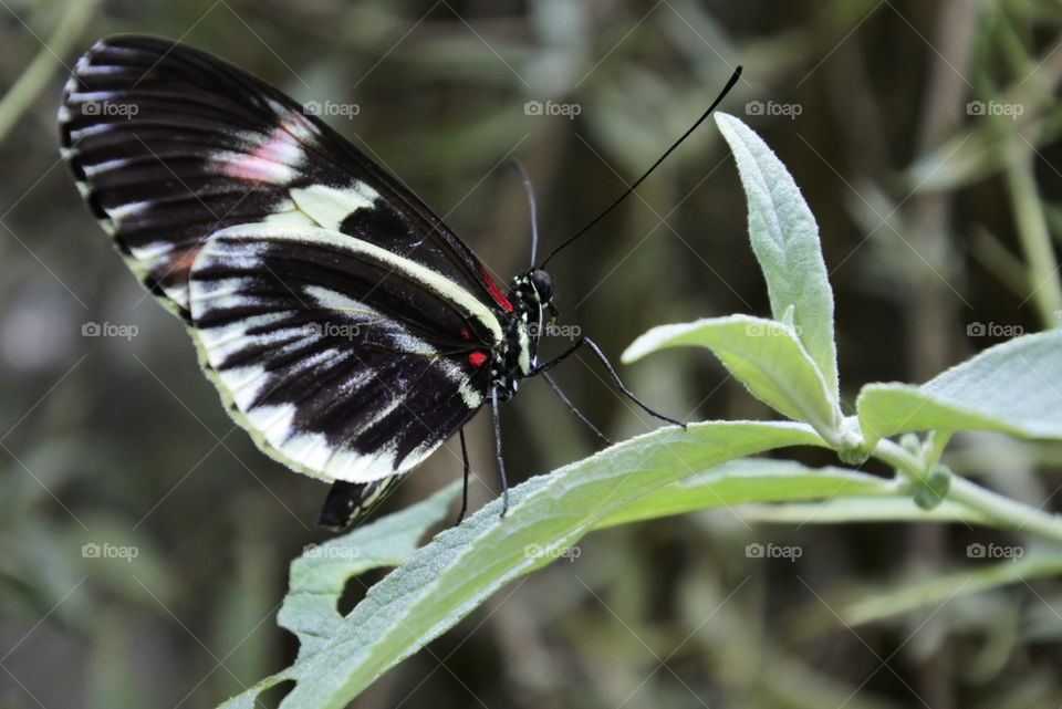 Butterfly, Insect, Nature, Wing, Outdoors