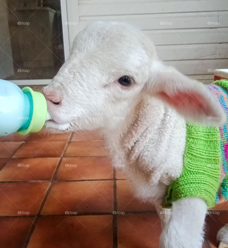 Baby Lamb having a milk bottle.The lamb has no mother so needs to be bottle feed. Photograph taken in Tooraweenah NSW Australia