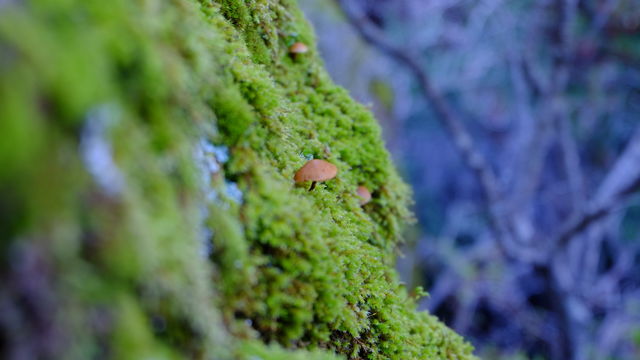 Mushroom