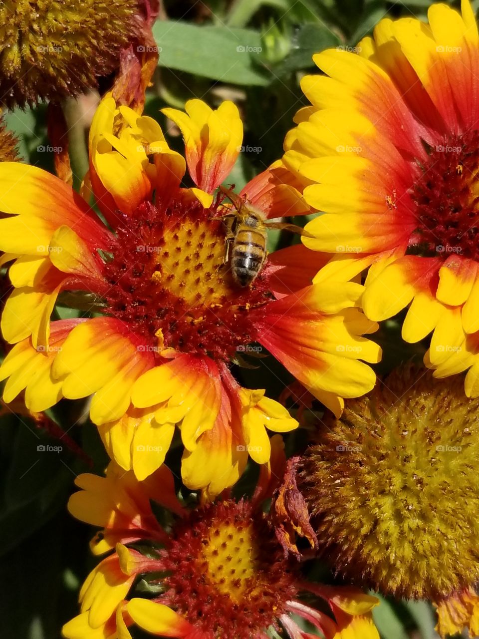 Bee and yellow,  orange flowers