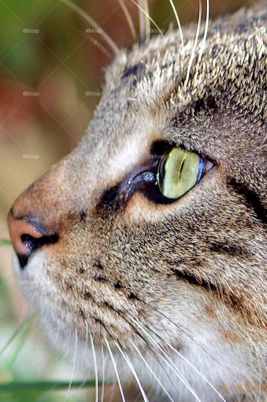 Cat with green eyes closeup 