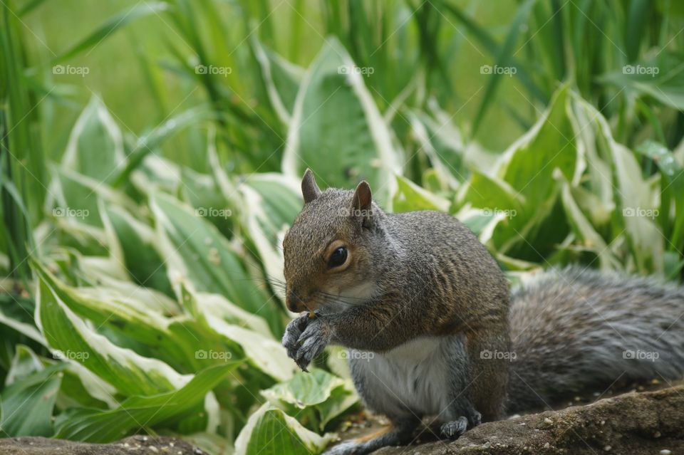 Squirrel