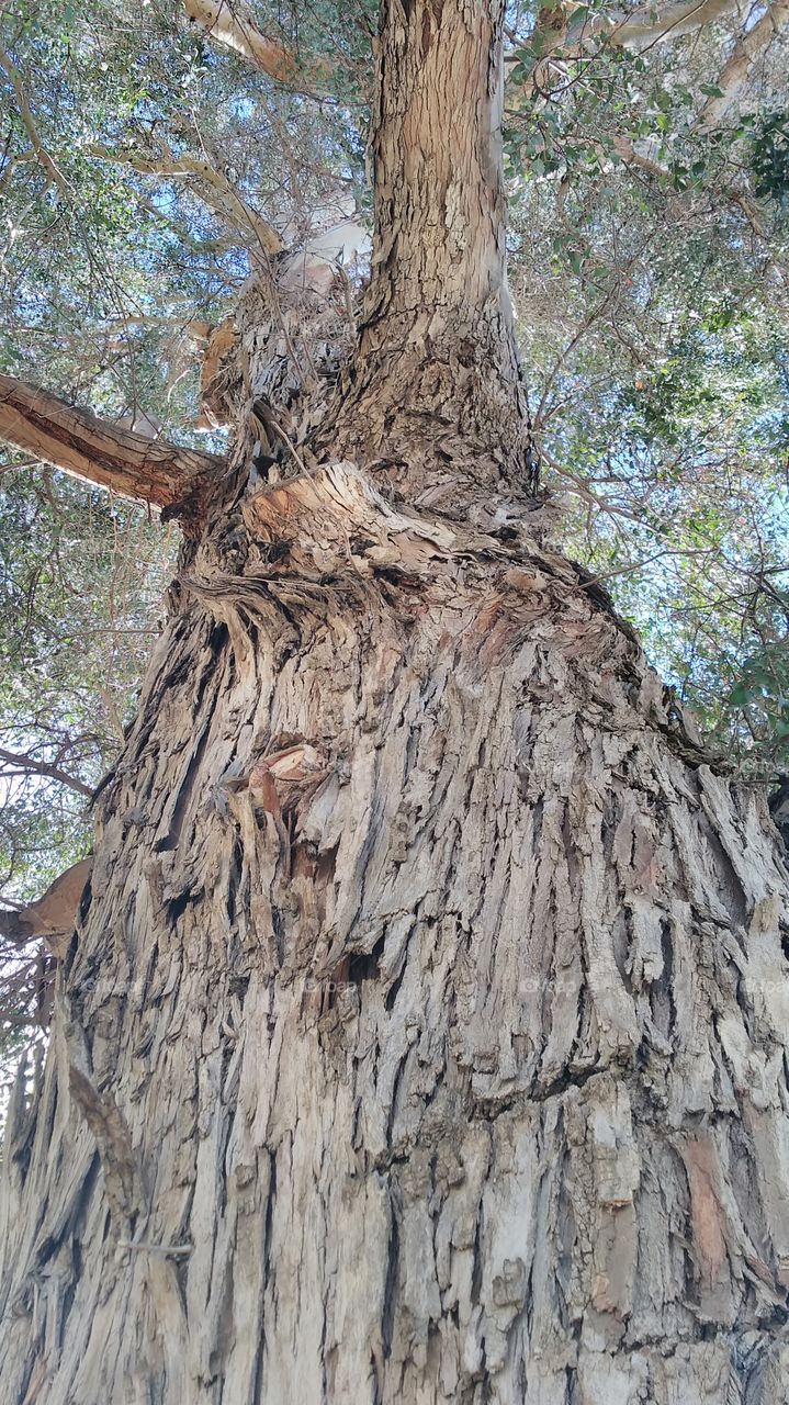 Looking up to Nature