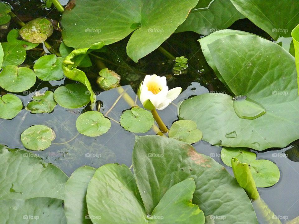 water lily in Danube Delta