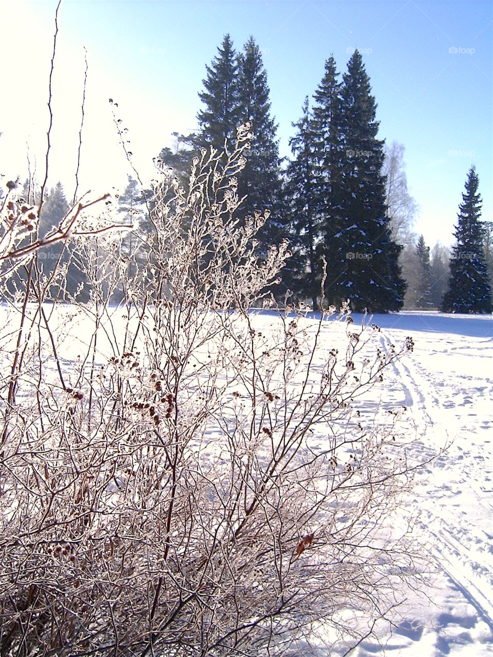 Winter Landscape 