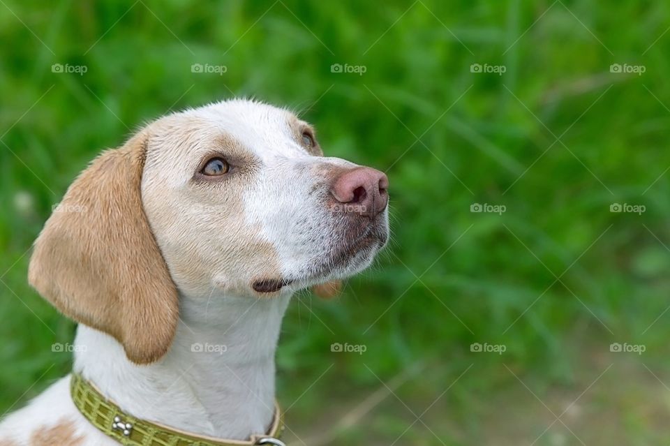 Close-up of beagle dog