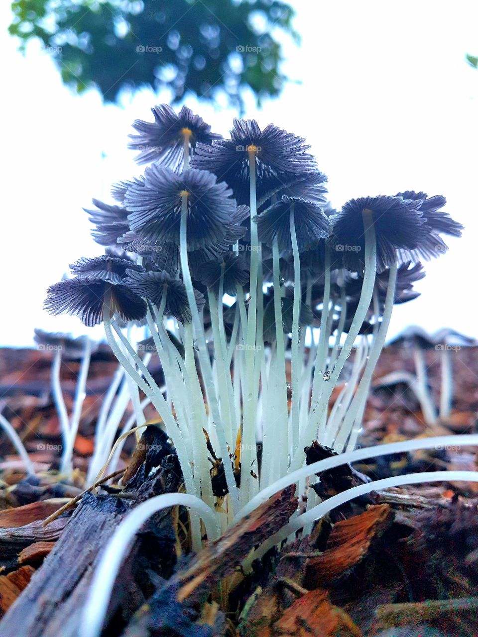beaitiful fungus at sunrise