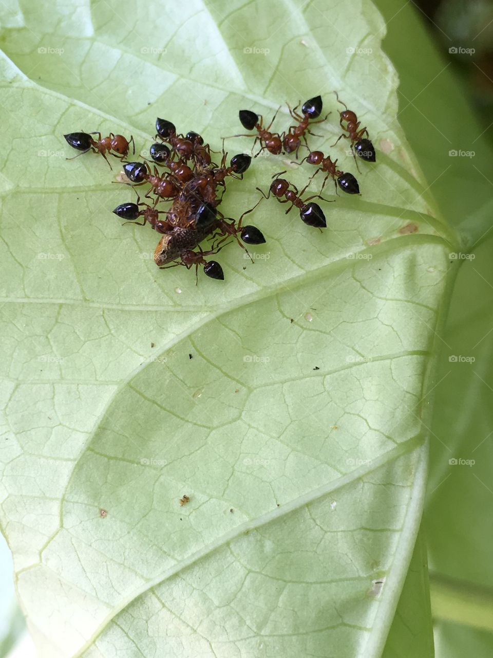 Ants capture a bug on a sweet potato leaf. 