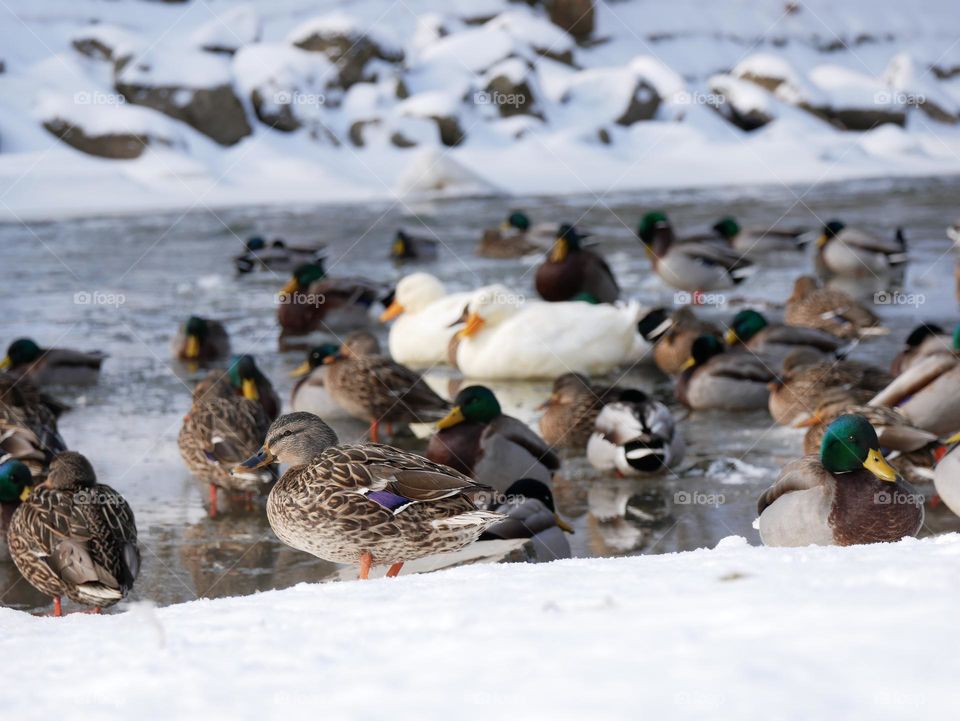 The ducks at the local city park are huddled together to stay warm. It’s a chilly winter day!