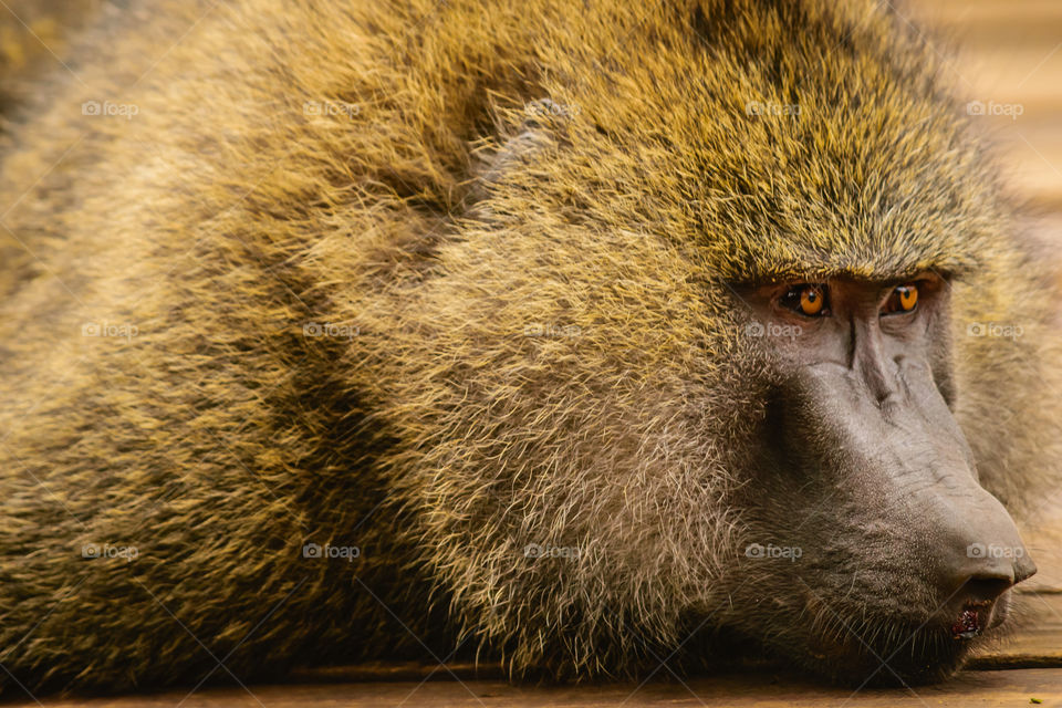 A close up shot of a baboon lying down