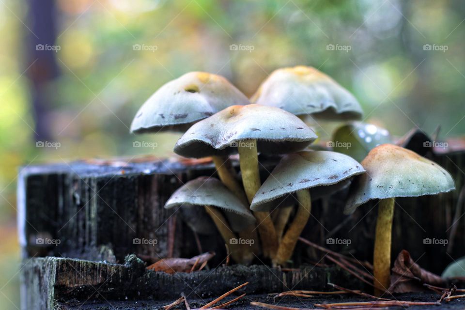 A group of brown mushrooms grows from a dead tree trunk in the forest with colorful bokeh in the background 