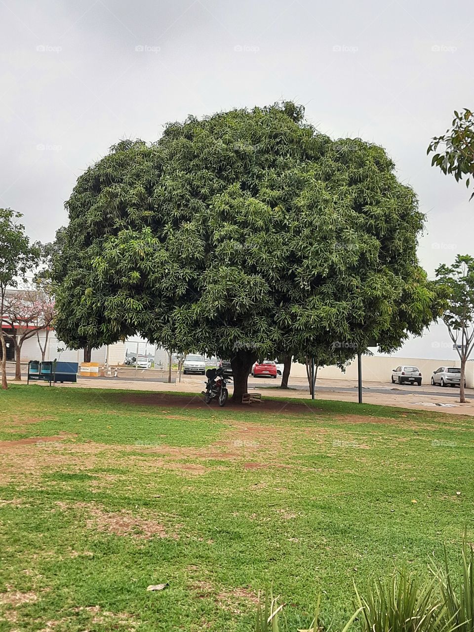 green tree in the square