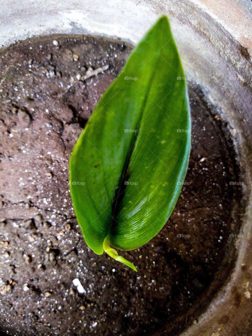 Black Turmeric:-Curcuma caesia leaf