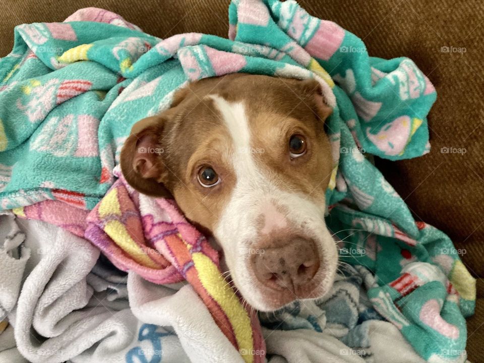 Adorable dog in a blanket 