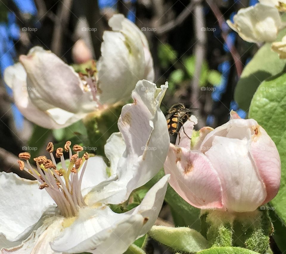 Close-up of bee pollinating on white flower