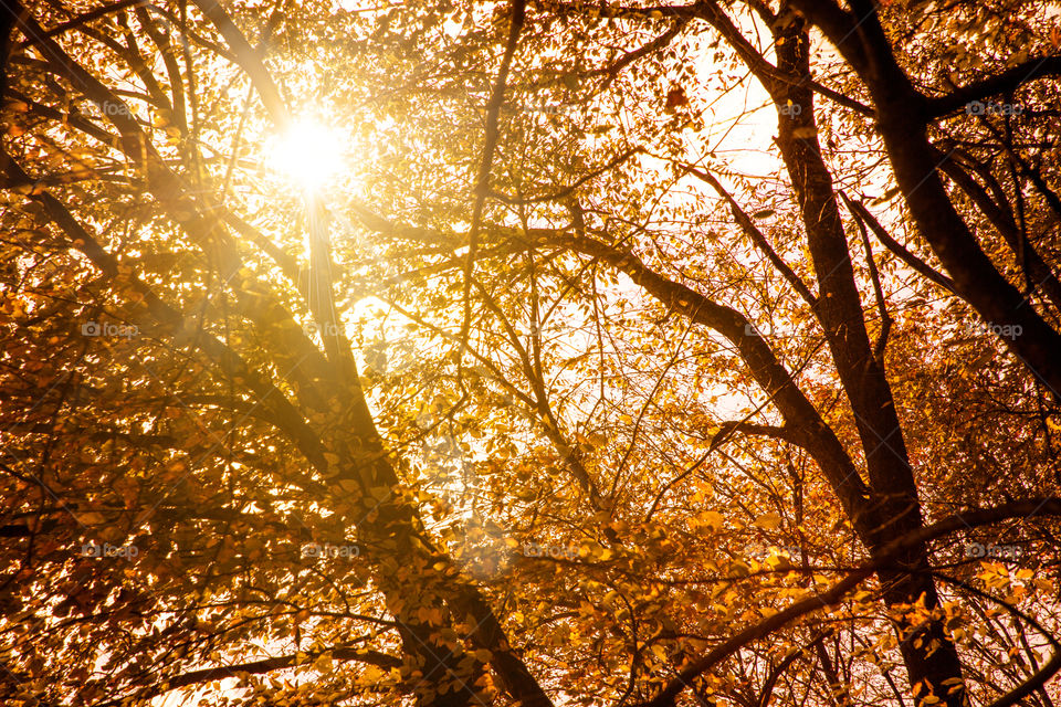 Bright Sun flare through the Autumn trees