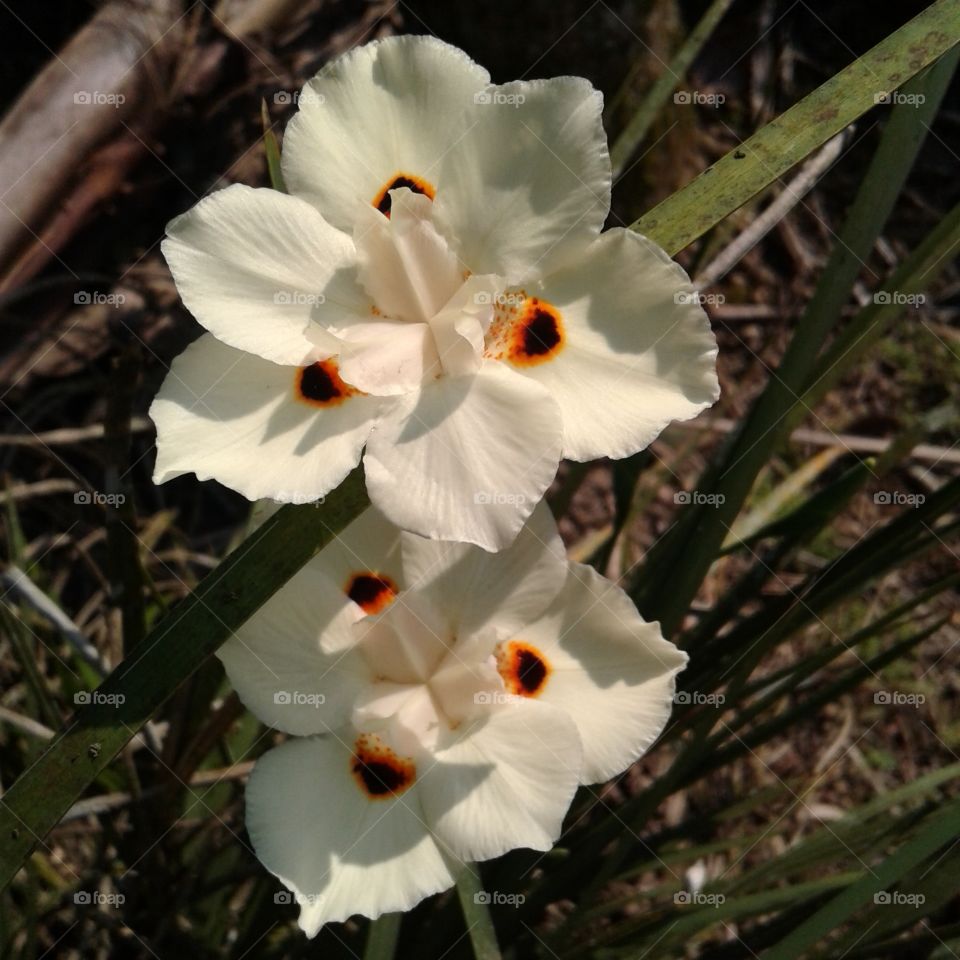 NATURAL GARDEN FLOWER BOTANICAL  BEAUTIFUL