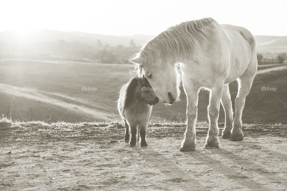 View of horse with foal