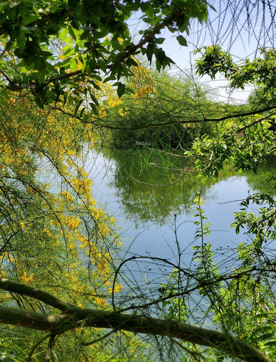 Reflections on a Spring Day