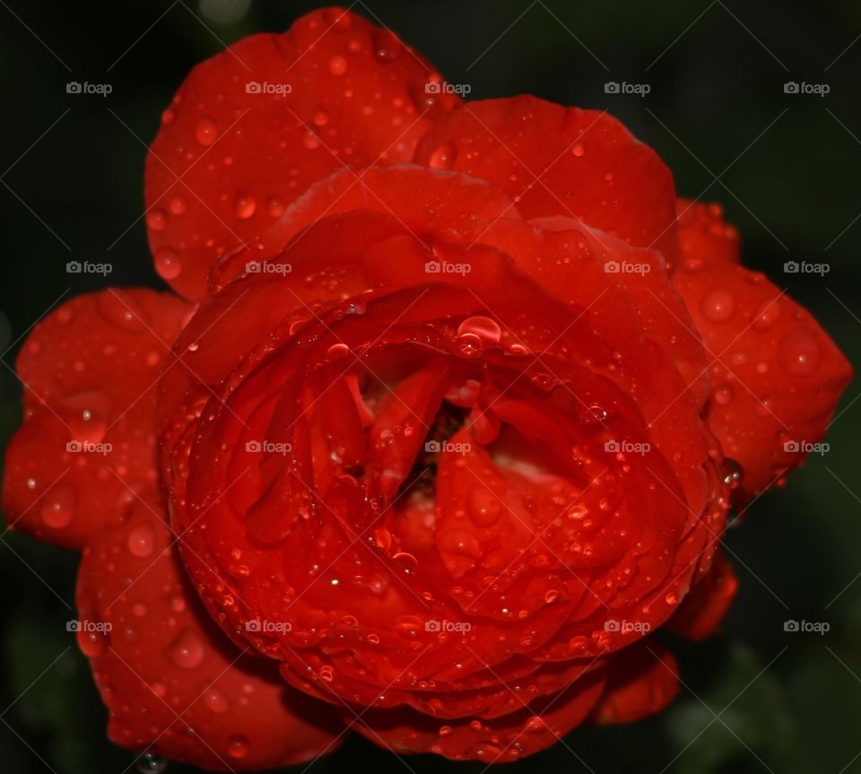 roses are red
