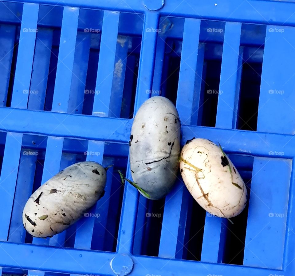 Unfertilized turtle eggs.