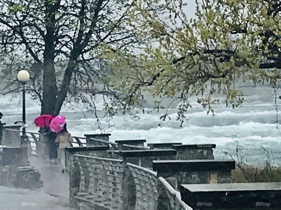 Pink umbrellas 