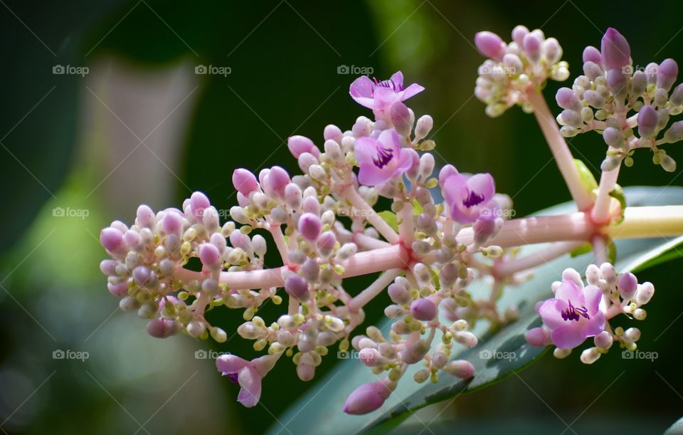 pink blossom of Medinilla magnifica