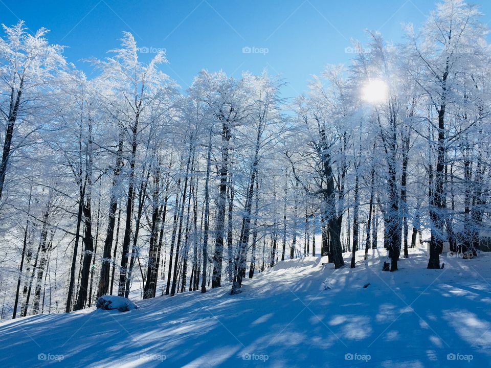 Trees covered in snow with sun gazing through the branches
 