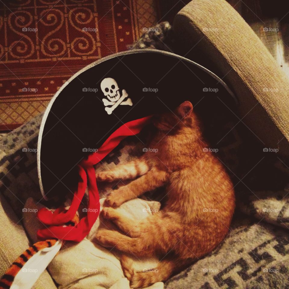 Cute kitten in pirate hat 