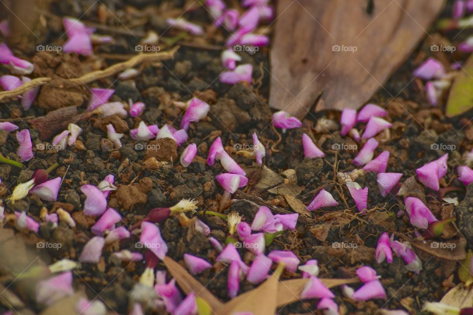 Flowers fall at ground