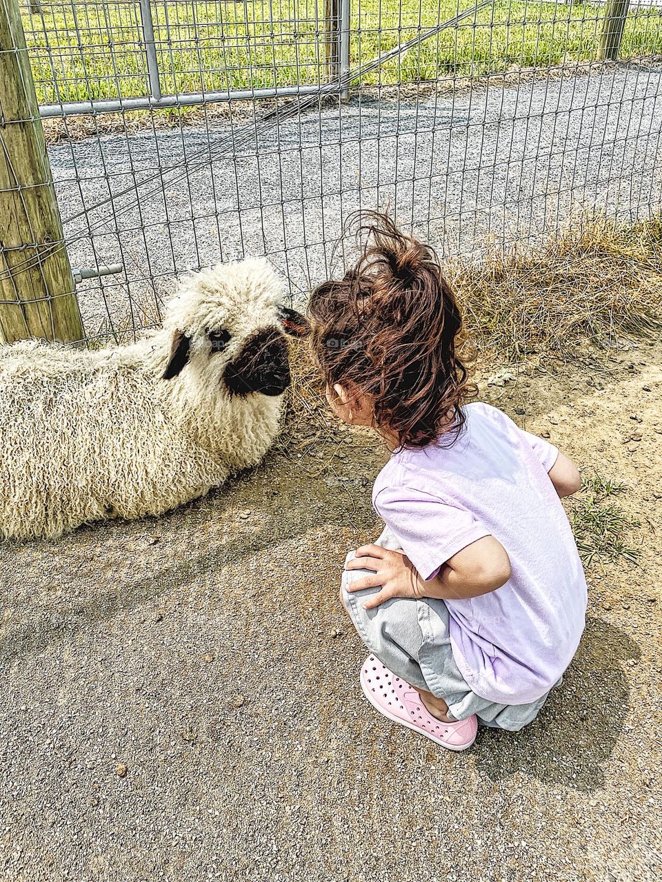 Toddler girl meets a sheep, moments of happiness with farm animals, sheep and toddlers in the farmyard, toddler talks to sheep