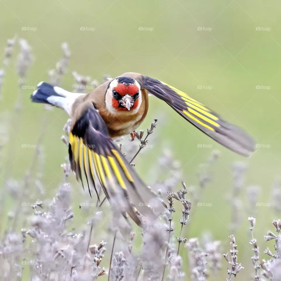 Beautiful bird