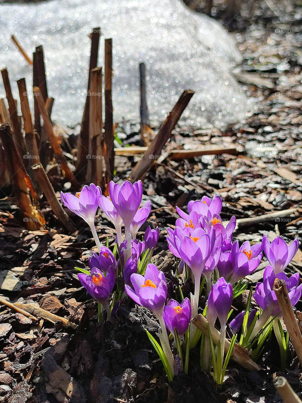 Purple flowers of spring saffron against the background of unmelted snow