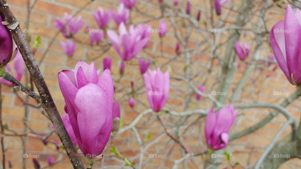 pink blooming tree