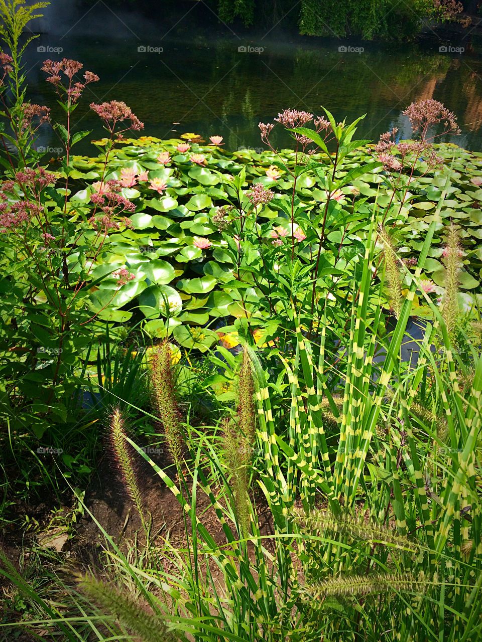 Lily Pads. Grounds for Sculpture 