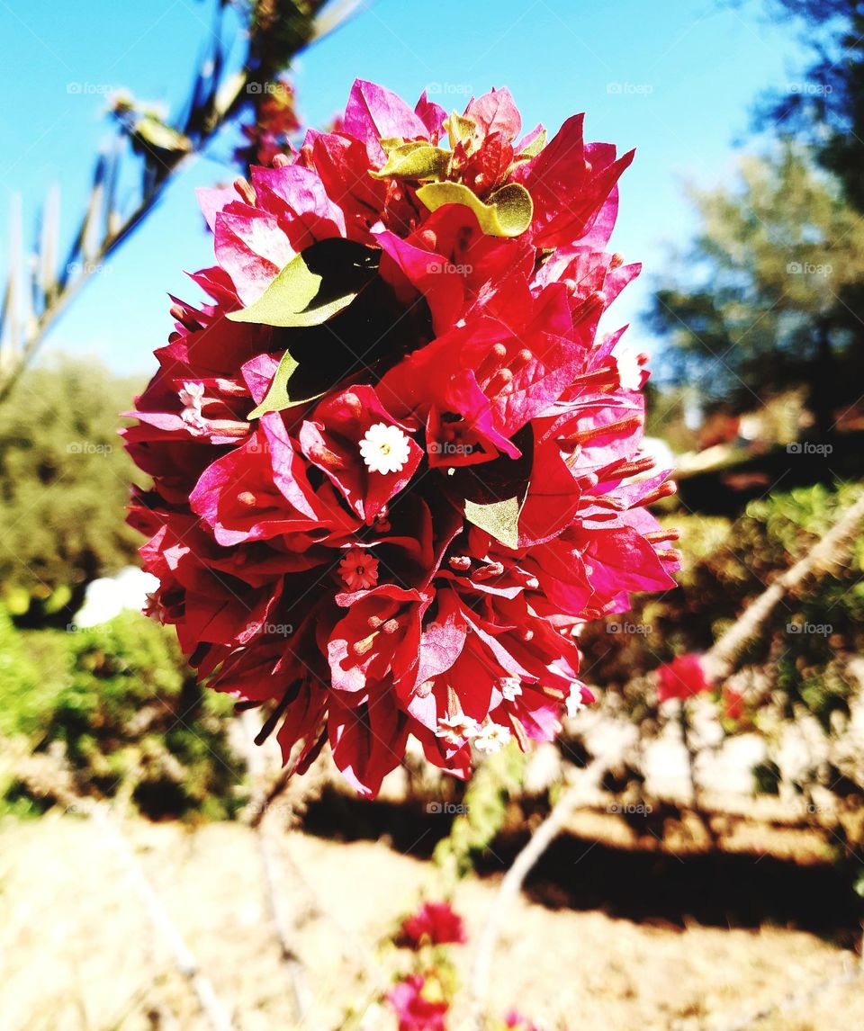 A cluster of pink and white blooming flowers set against lush green foliage in Casablanca on January 1, 2025