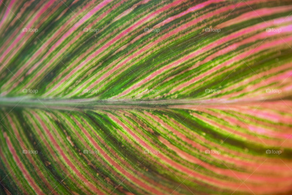 Close Up of African Sunset Canna Lily leaf