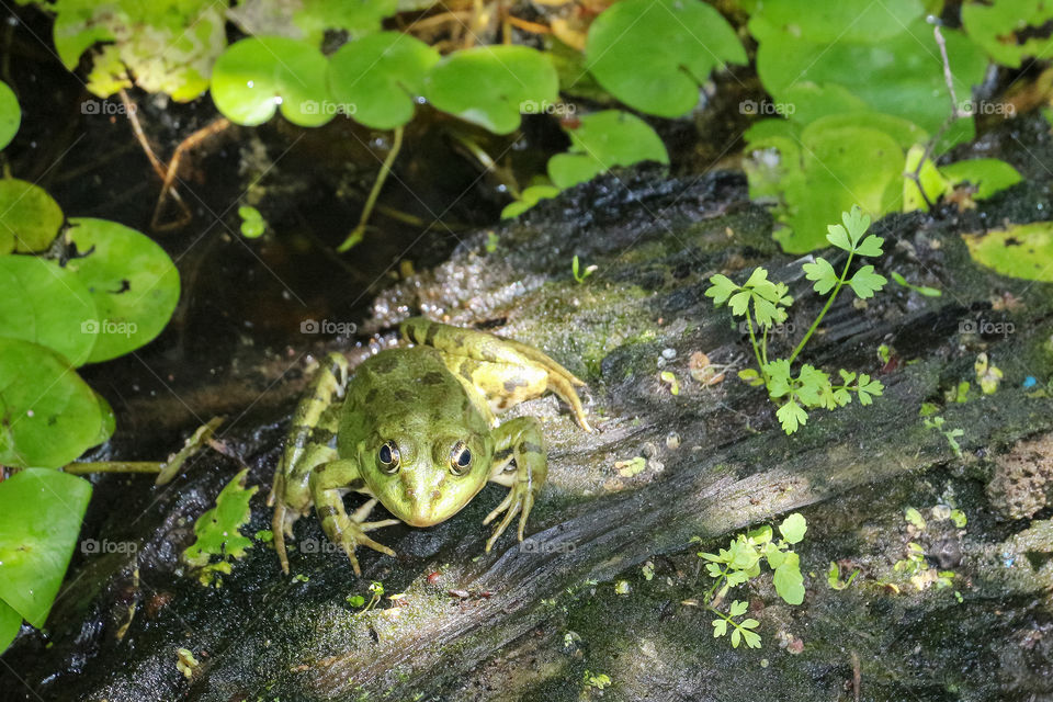 Green frog in the wetland