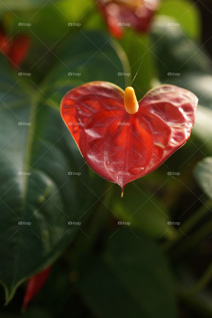 Red Anthurium flower