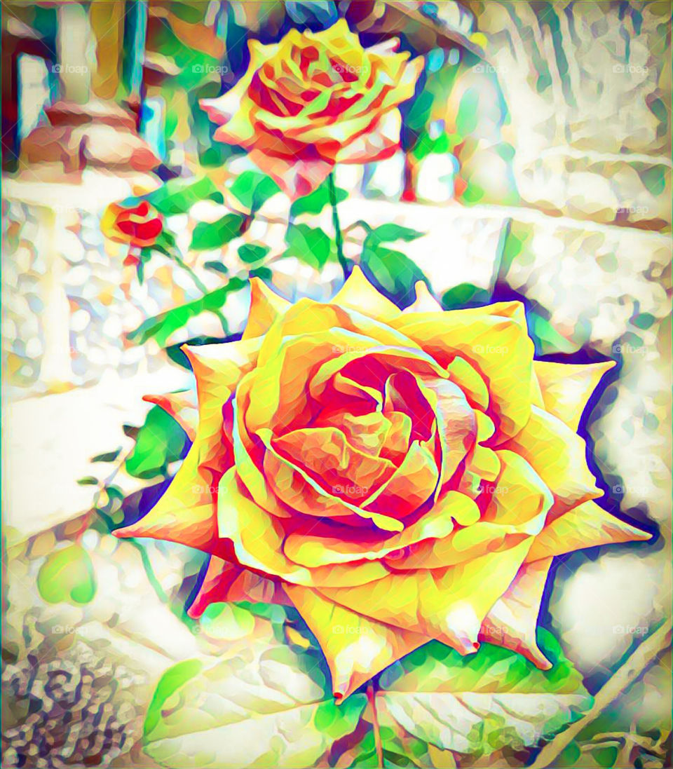 rose 🌹 hana 🌹 bunga 🌹